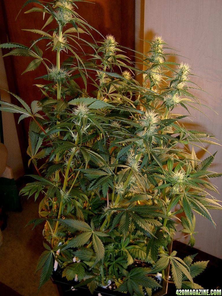 zills hawg kush grow