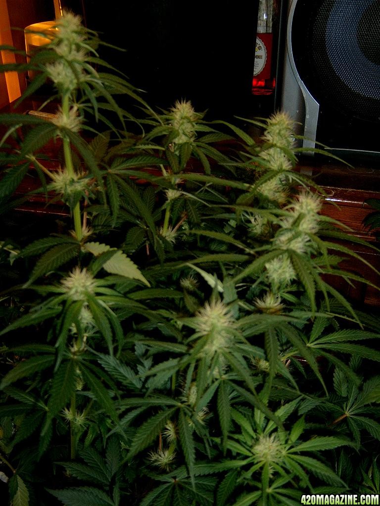 zills hawg kush grow