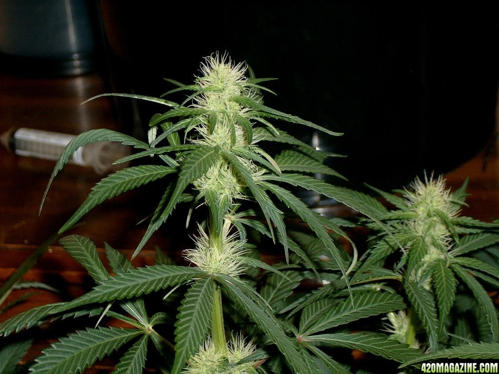 zills hawg kush grow