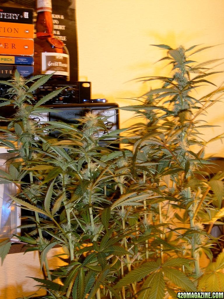 zills hawg kush grow