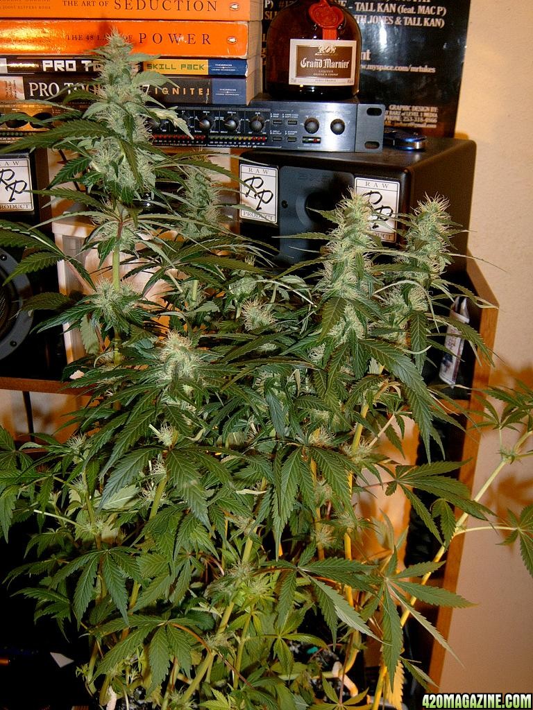 zills hawg kush grow