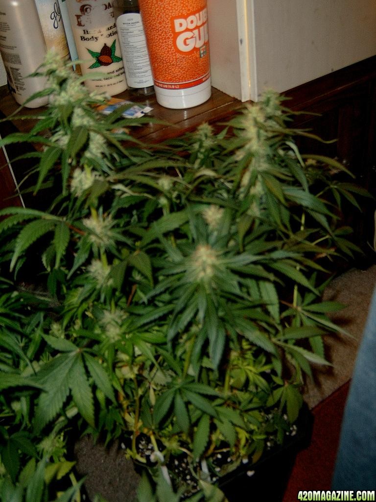 zills hawg kush grow