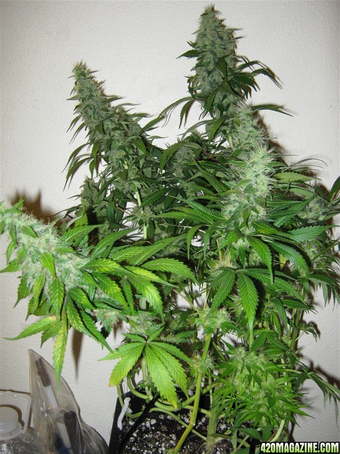 zills hawg kush grow