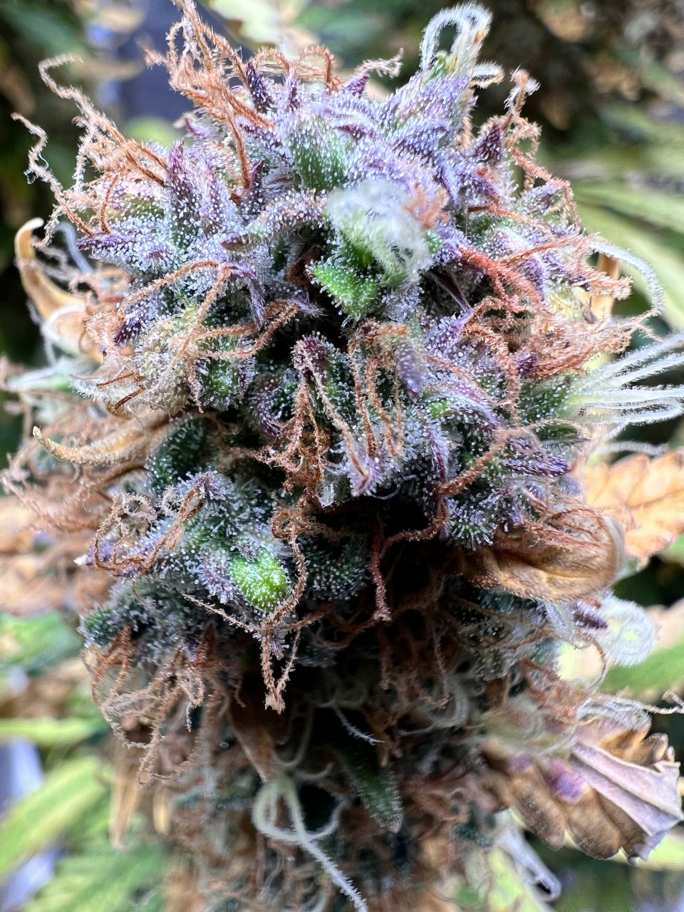 Zkittles auto