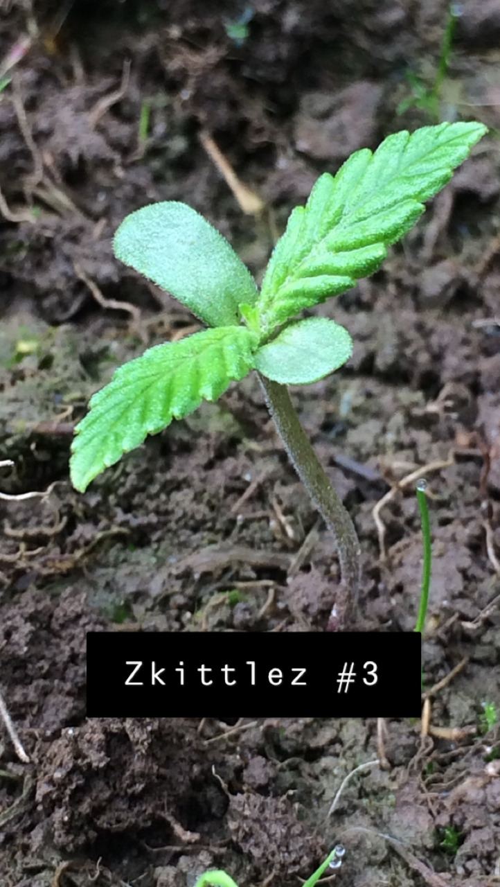 Zkittlez #3 - Day 14