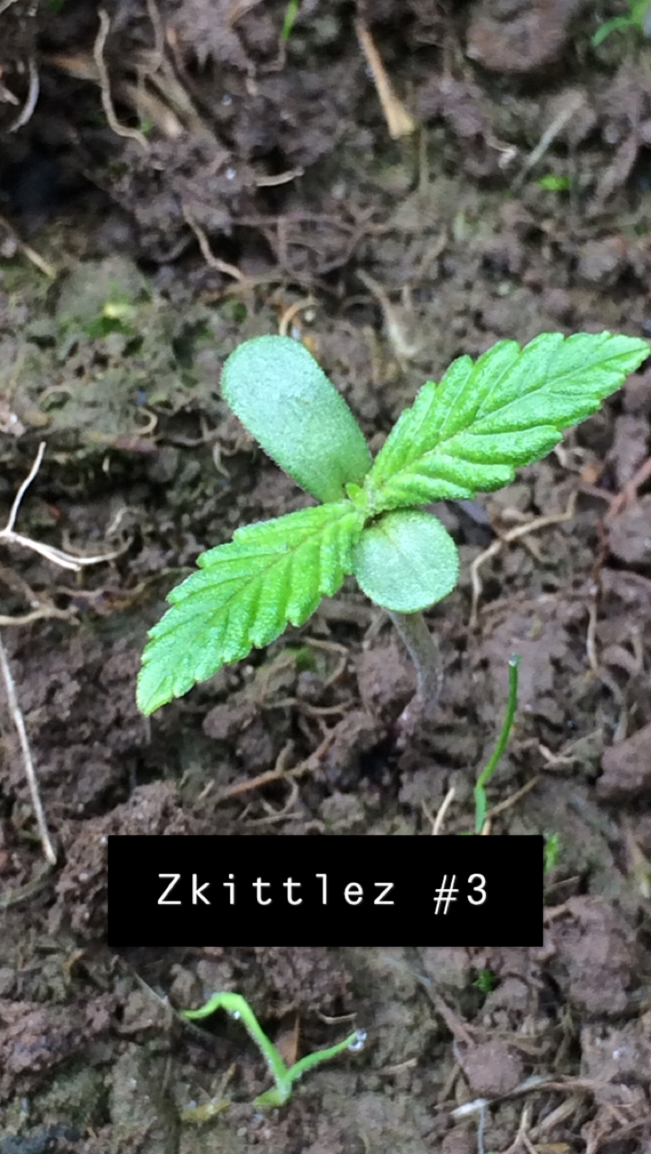 Zkittlez #3 - Day 14