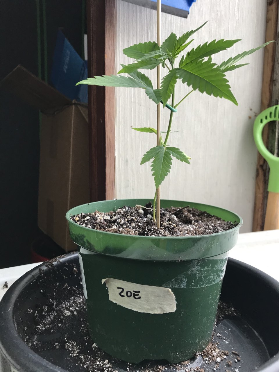 Zkittlez-Day 33-a.jpeg