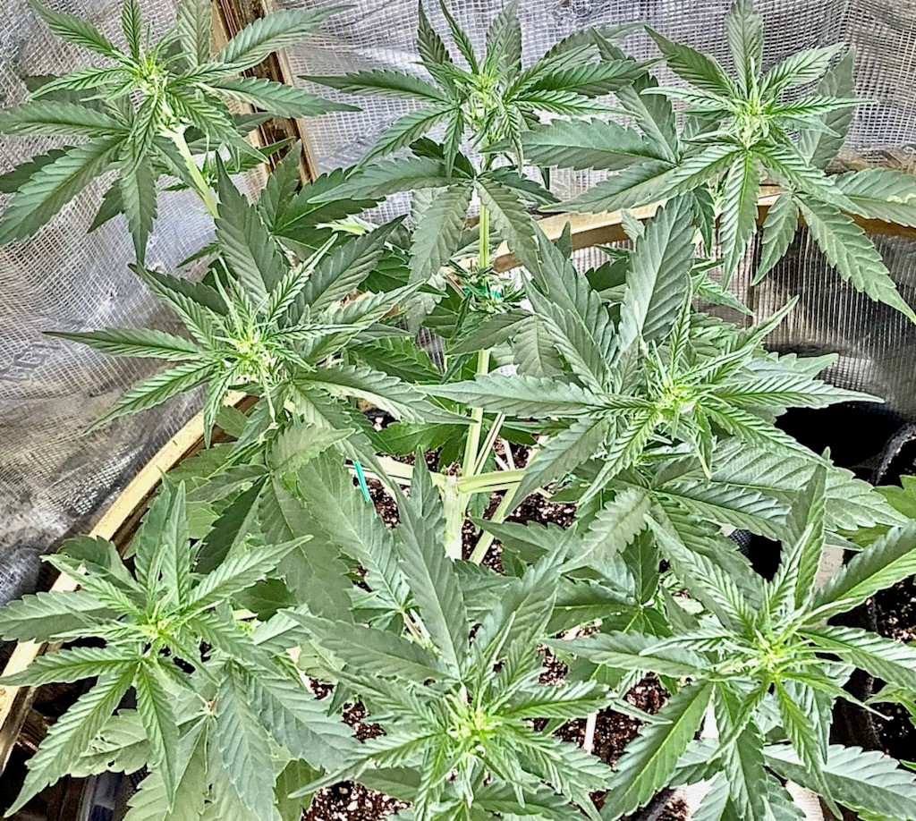 Zkittlez starting to flower.jpg