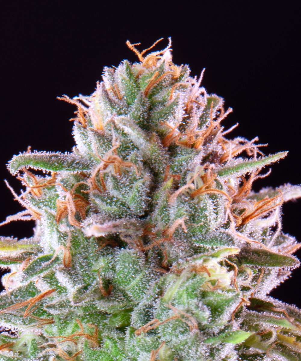 Zoap Strain-4.jpg