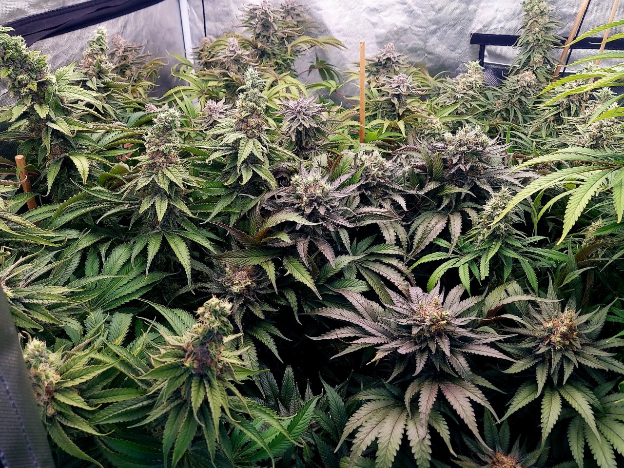 Zombie Death and Sirius Black-Grow Journal