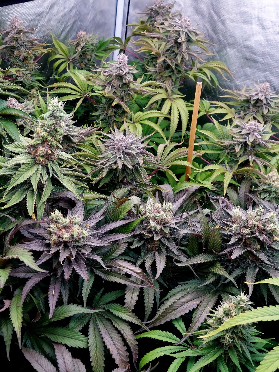 Zombie Death and Sirius Black-Grow Journal