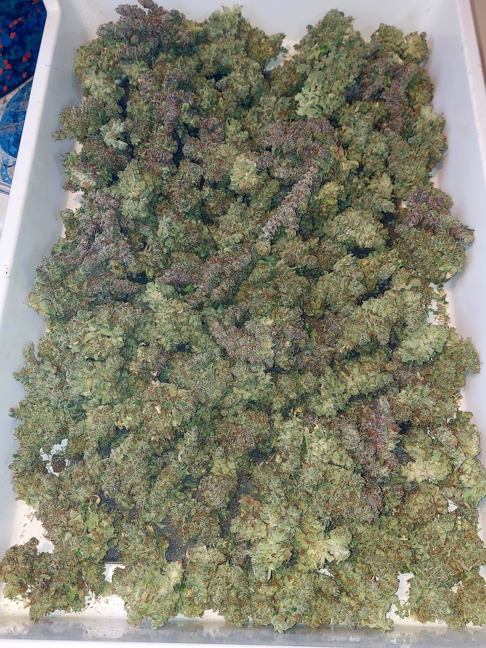 Zombie Death-Grow Journal-Harvest