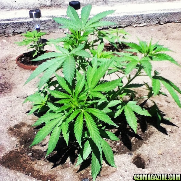 Zombie kush when she was getting big and bushy