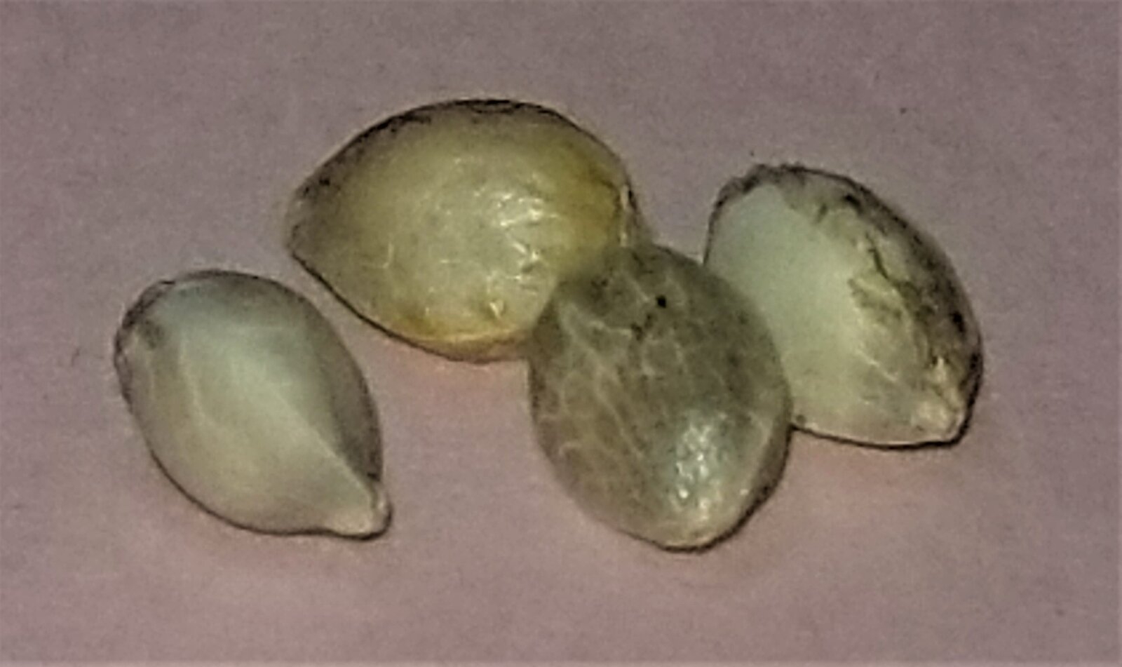 zup seeds 1.jpg