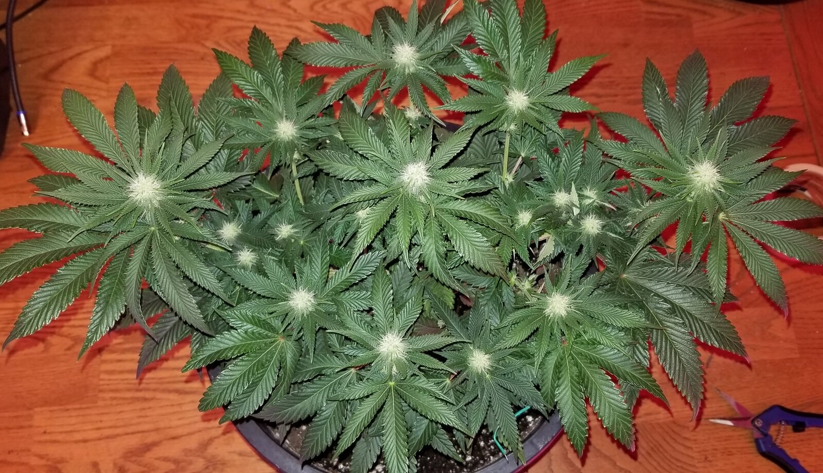 Zupreme 1 day 22 defoliate.jpg