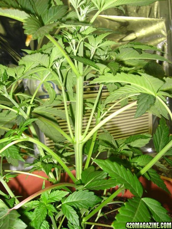 BB_CC_grow_077.jpg