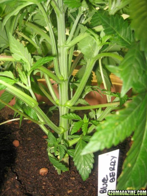 BB_CC_grow_079.jpg