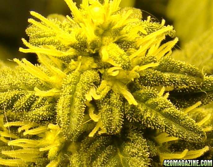 Gday27floweringcloseup.jpg