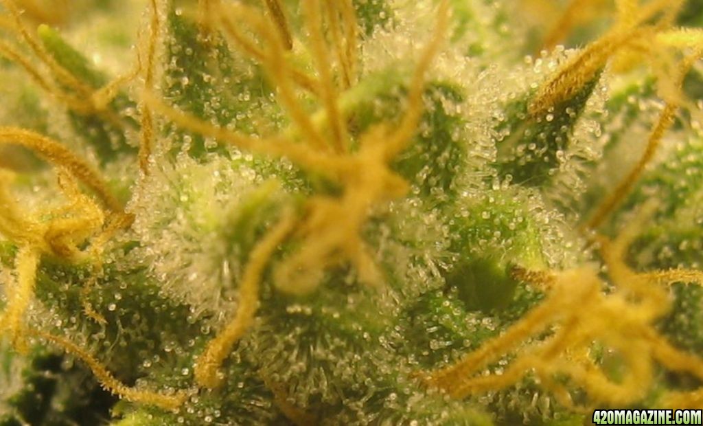 trich_closeup.JPG