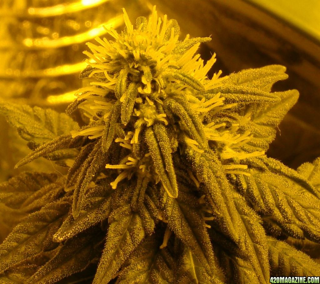 G13day22closeup.jpg