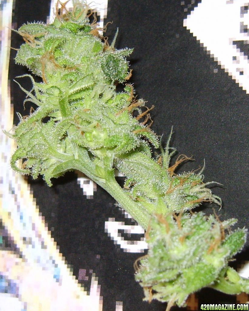 buds_0061.jpg