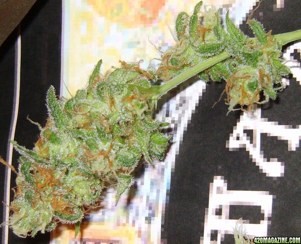 buds_0071.jpg