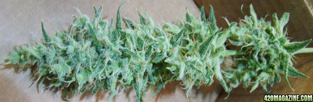 Lemon_Skunk_017.jpg