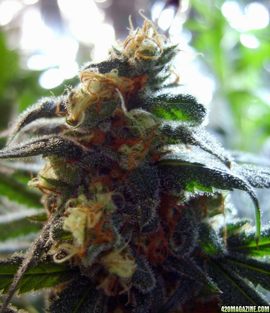 durban_poison_003.jpg