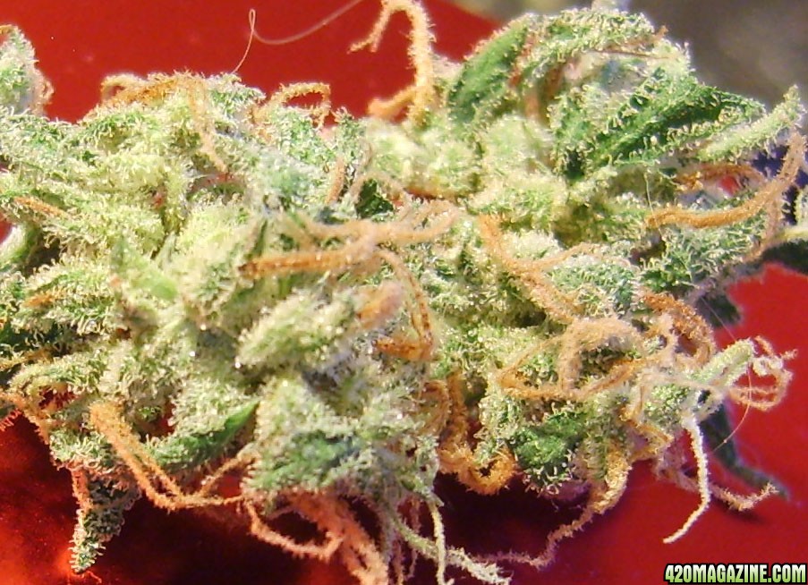 Super_Lemon_Haze_010.jpg