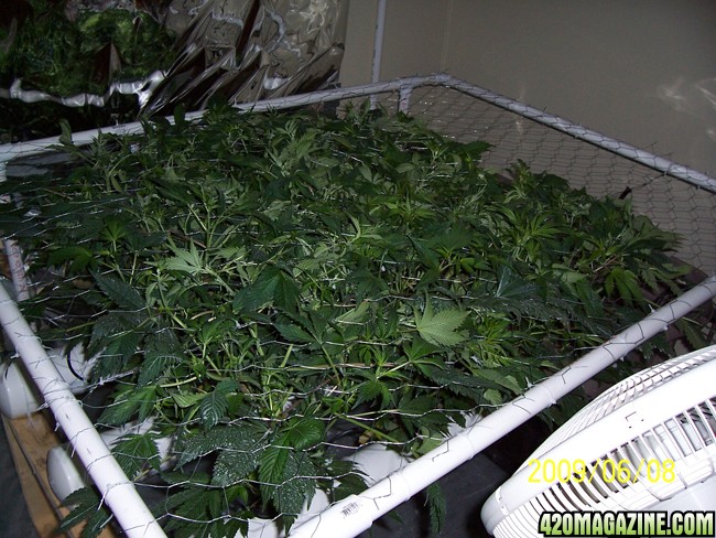 day30canopy.jpg