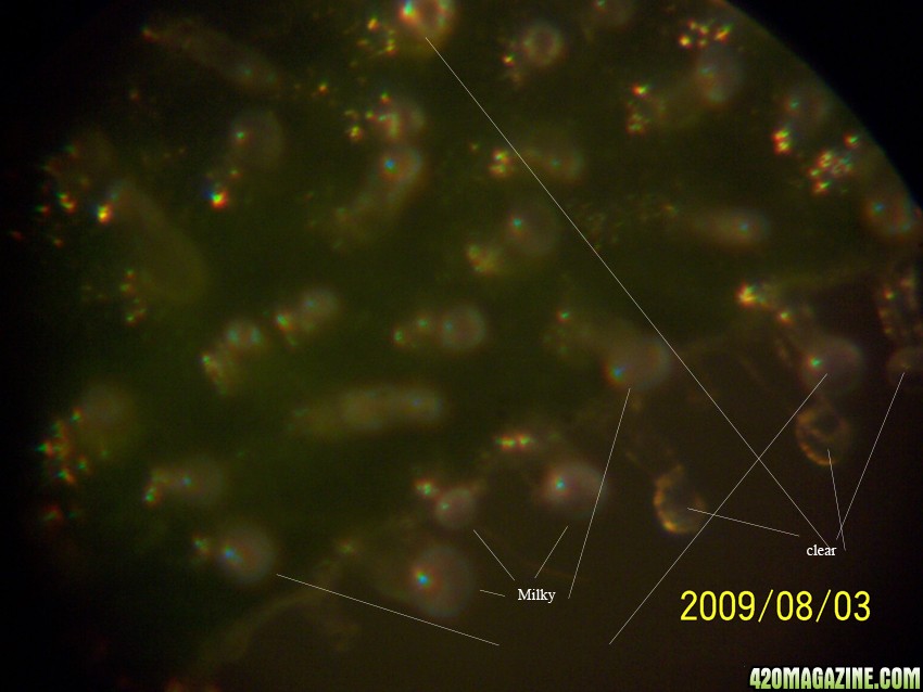 trichs9.jpg