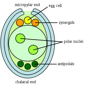 300px-Embryosac-en_svg.png