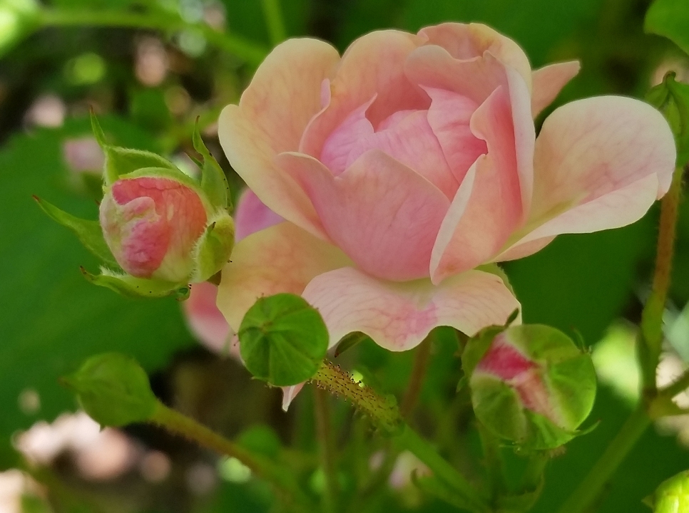 7-4_Tea_Rose.jpg