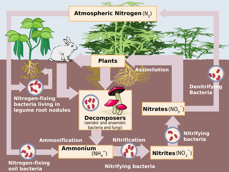 800px-Nitrogen_Cycle_svg.png