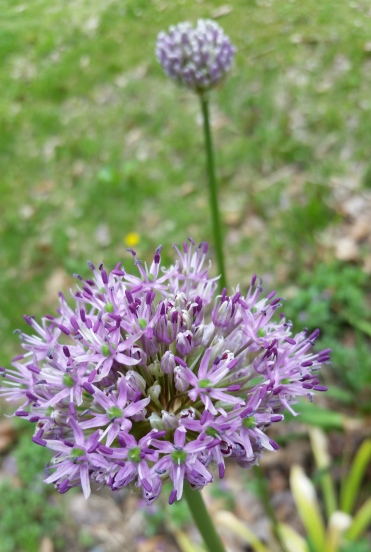 Allium_1.jpg