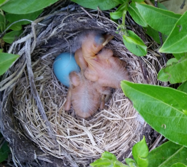 Baby_Robins_1.jpg