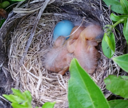 Baby_Robins_2.jpg