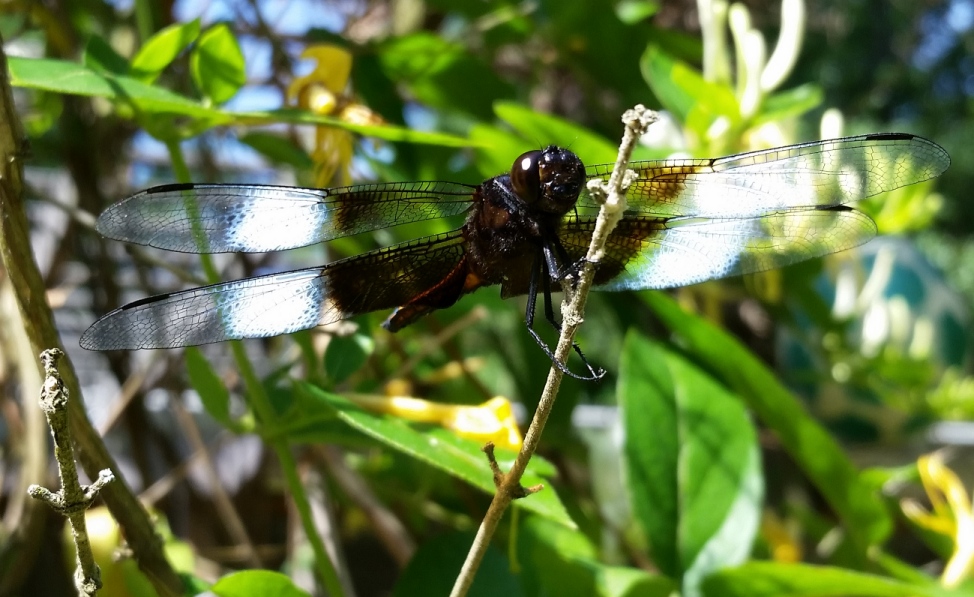 Blue_wing_dragonfly.jpg