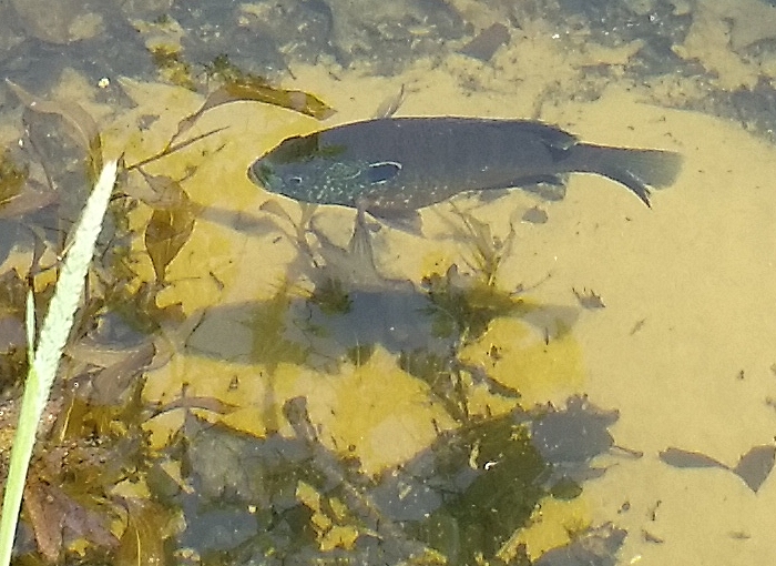 Bluegill.jpg