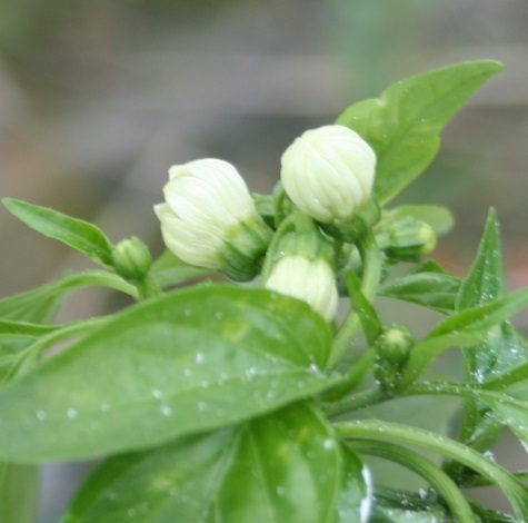 Bouquet1.jpg