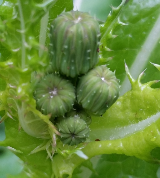 Bull_Thistle_inside.jpg