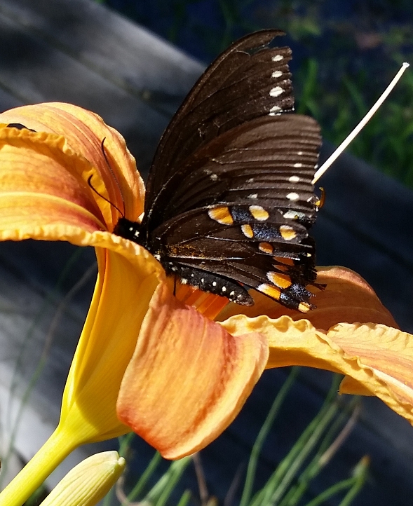 Butterfly_on_lily_1.jpg