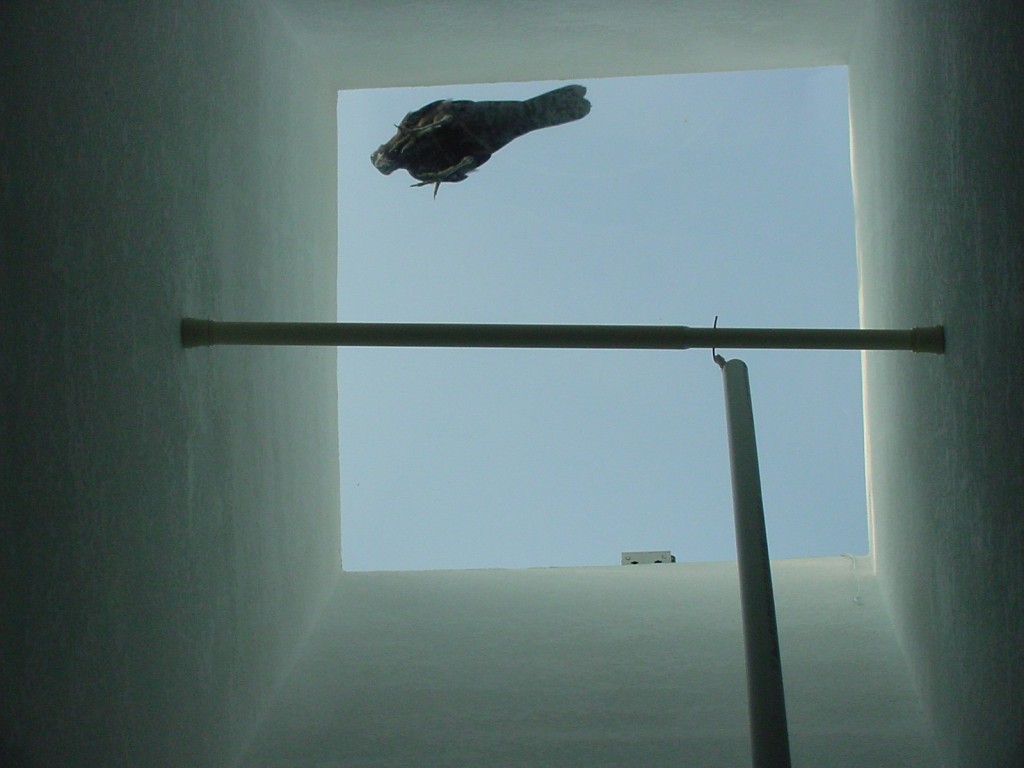 Crow_pecking_to_get_into_the_skylight.jpg