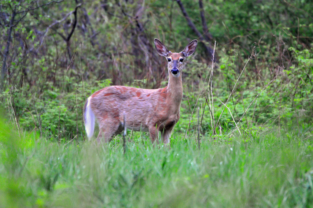 DSC_2044_deer_small.jpg