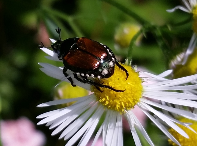 Dandelion.jpg