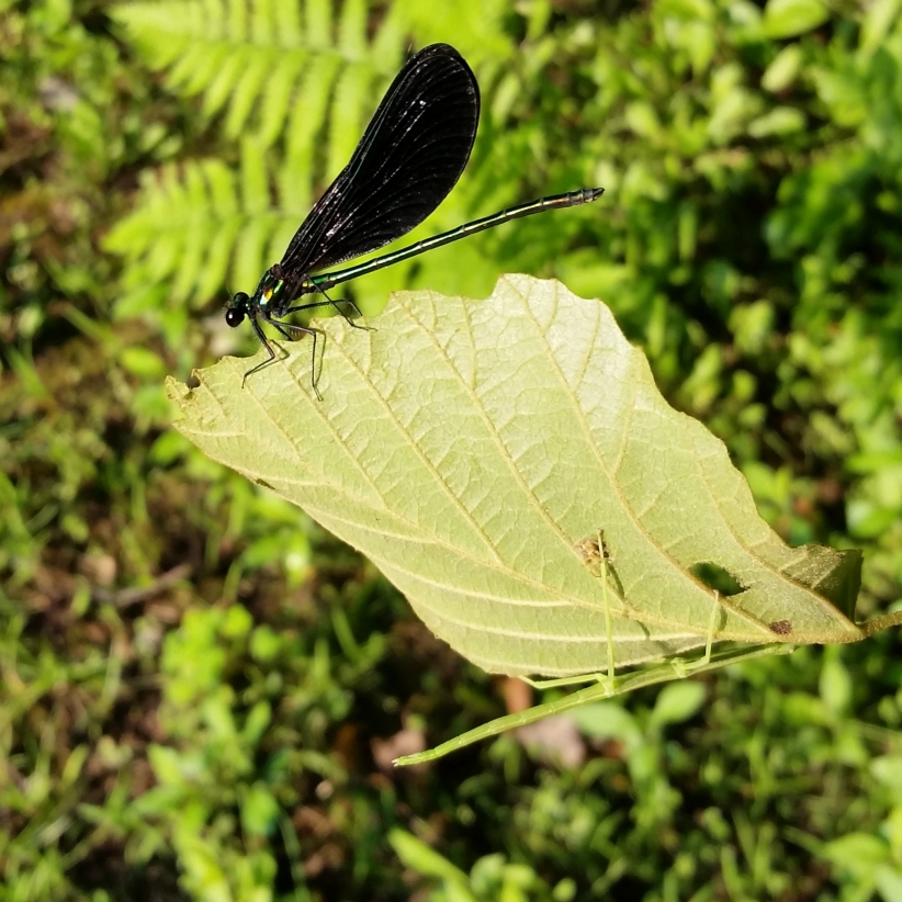 Dragon_Fly_and_Walking_stick.jpg