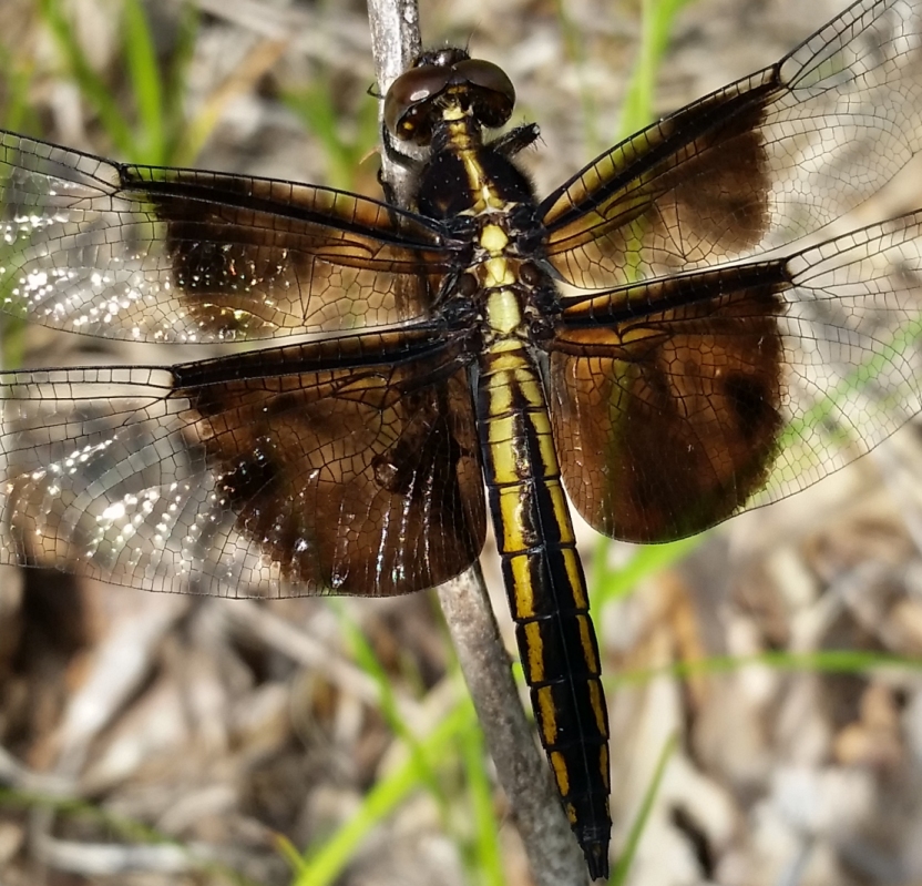 Dragon_fly_2.jpg