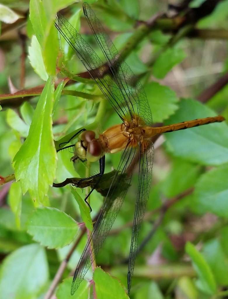 Dragon_fly_3.jpg