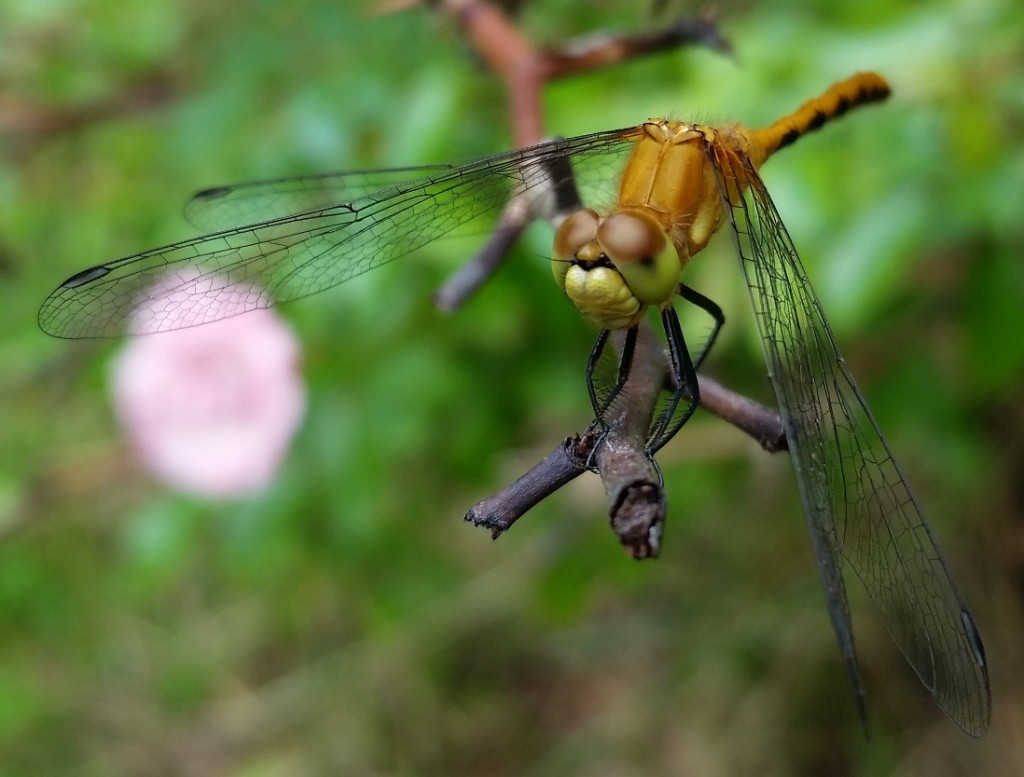 Dragon_fly_4.jpg