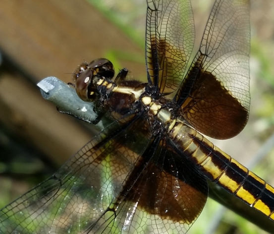 Dragonfly_1.jpg